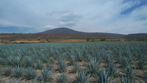 Agave field in Mexico. Vídeos de archivo 169405697