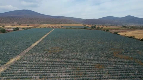 Agave field in Mexico. Vídeos de archivo 169406033