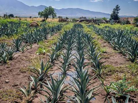Agave field Stock Photos