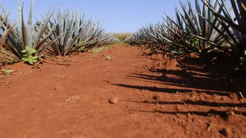 Agave Field Row Moving Forward Through Rows of Tequila Plants in Mexico 動画素材 98300787