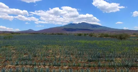Agave Field in Tequila Video stock 150705935