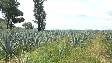 Agave Field Under Bright Sky Stock Footage 317350751