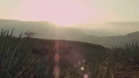 Agave fields between the mountains of Tequila, Jalisco, Mexico. Stock Footage 172298261