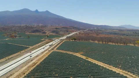 Agave Fields between the Mountains of Tequila, Jalisco, Mexico. Stock Footage 254280196