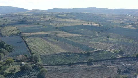 Agave Fields Drone Stock Footage 136713188