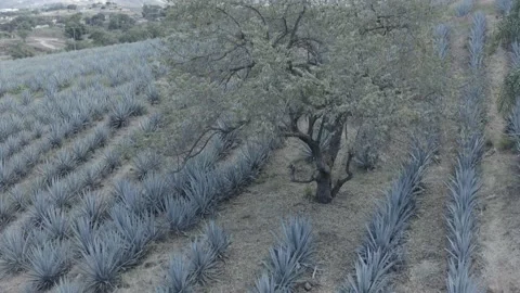 Agave fields Drone Stock Footage 136713966