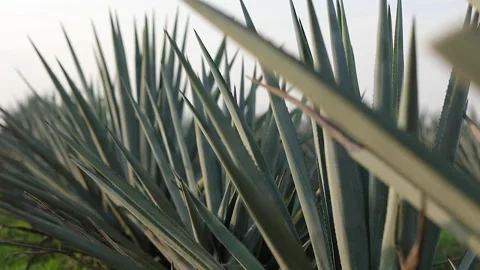 Agave fields in El Arenal Stock Footage 245759652