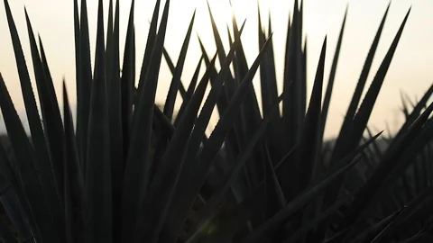Agave fields in El Arenal Stock Footage 245759673