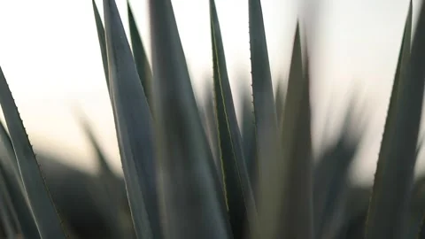 Agave fields in El Arenal Stock Footage 245759679