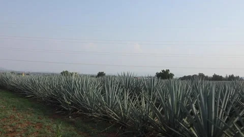 Agave fields in El Arenal Video stock 246712382