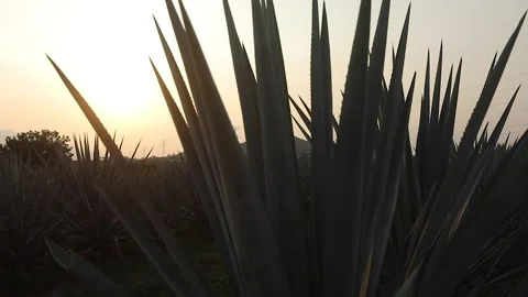 Agave fields in El Arenal Stock Footage 246712384