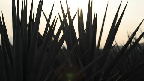 Agave fields in El Arenal Video stock 246712385