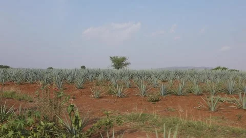 Agave fields in El Arenal Stock Footage 246712389
