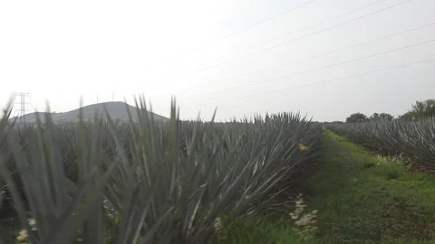 Agave fields in El Arenal Video stock 246712393