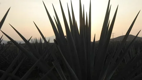 Agave fields in El Arenal Stock Footage 246712396