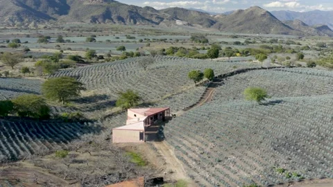 Agave Fields &amp; Montains - Drone Stock Footage 136714235