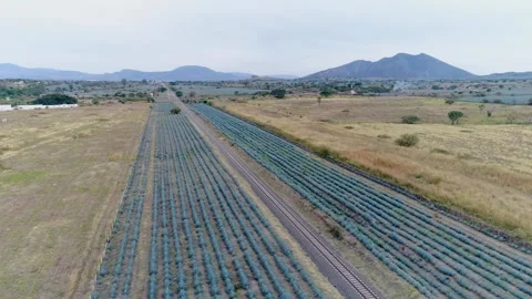 Agave Fields in Tequila, Mexico Stock Footage 254280347