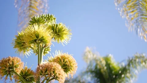 Agave flower, century or sentry plant bloom blossom or inflorescence. California Stock Footage