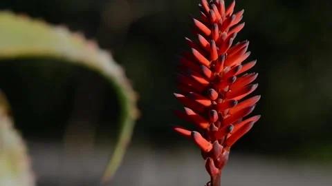 The agave flower Stock Footage 149412476