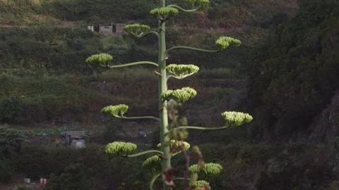 Agave flower moving with wind Video stock 70548401