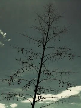 Agave flower Stock Photos