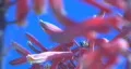 Agave flowers sway in breeze 2 HD Footage