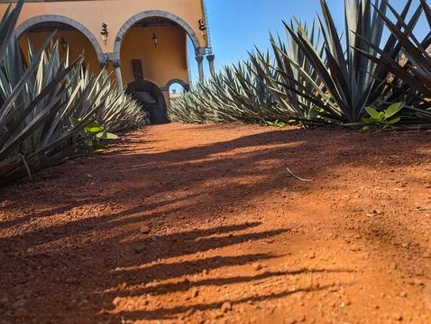 Agave Garden Oasis Stock Photos