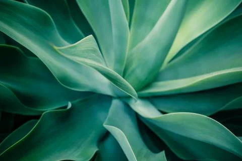 Agave In Green Stock Photos