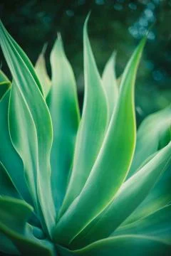 Agave Growing Stock Photos