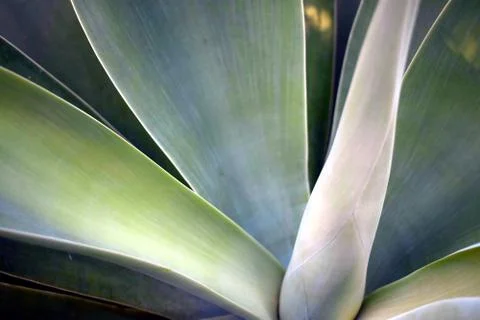 Agave Heart Stock Photos