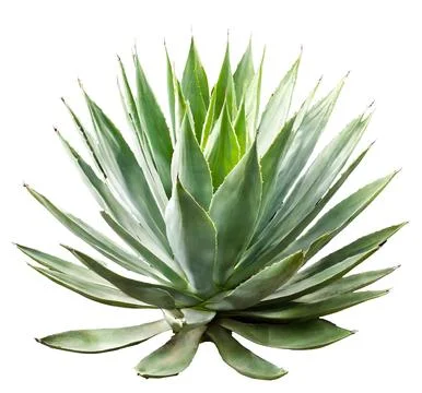 Agave isolated on white background Stock Photos
