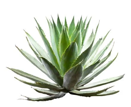 Agave isolated on white background Stock Photos