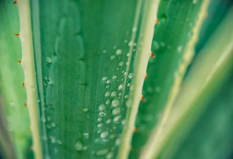 Agave leaf background with drops Foto stock