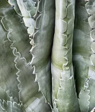 Agave Leaf Background Foto stock