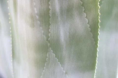 Agave leaf close up with spines and linear natural textures Stock Photos