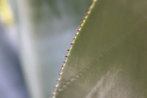 Agave leaf edge with red spines and delicate spider silk in soft morning ligh Stock Photos