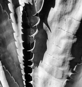 Agave Leaf Pattern In Black And White Stock-Fotos