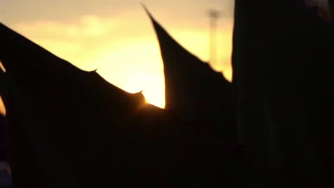 Agave leaf sunset Stock-Footage 197103374
