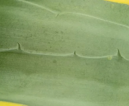 Agave leaf texture. Close-up. Out of focus Stock Photos