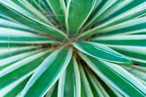 Agave leaf texture. View from above. Striped leaves of a tropical plant Stock Photos