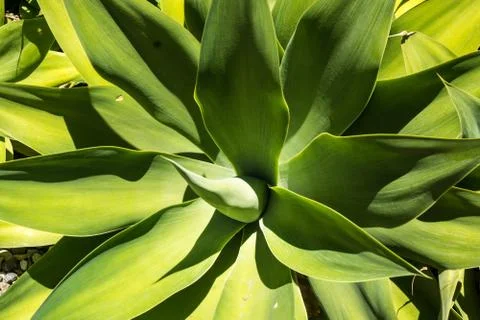 Agave Leaves Close Up Stock Photos