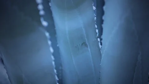 Agave Leaves Видео 130220659