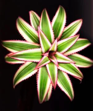 Agave leaves Stock-Fotos
