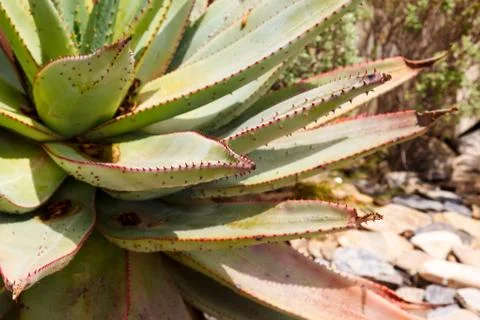 Agave leaves Stock Photos