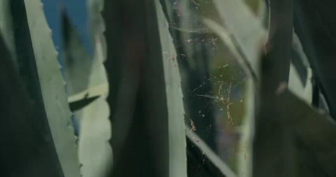 Agave Leaves with Spider Web in Primosten Video stock 336928512