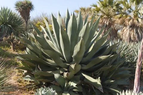 Agave marmorata Foto stock