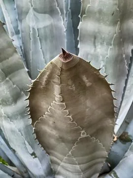 Agave Needle Tip On Leaf Stock Photos