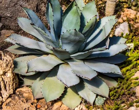 Agave Parry, a type of succulent Stock Photos