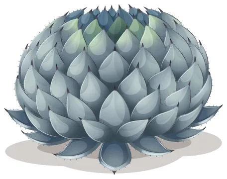 Agave parryi Stock Illustration