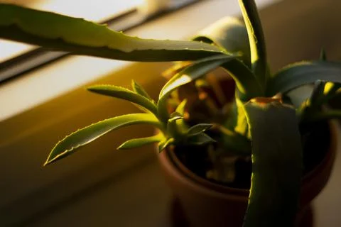 Agave Stock Photos
